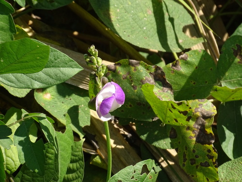 Image of Wild Pea (Leptospron adenanthum) by (c) Alexis López Hernández, some rights reserved (CC BY)