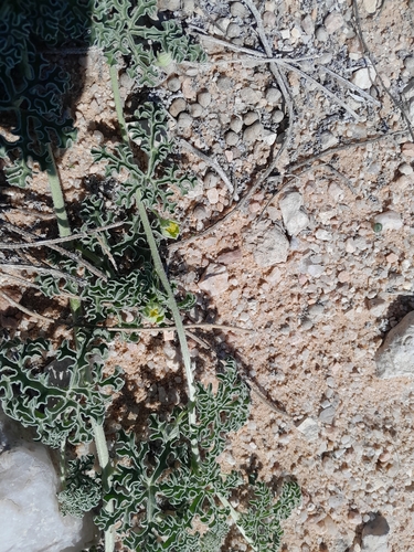 Image of Citrullus ecirrhosus by no rights reserved