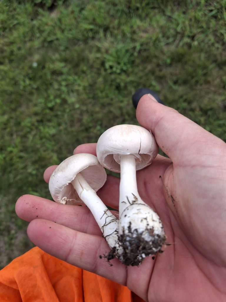 Leucocoprinus leucothites · March 2025 · photo: © jupal04 (iNaturalist, cc-by)