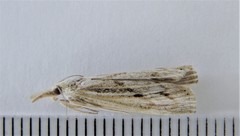 Thaumatopsis pexellus