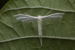 Pterophorus lacteipennis