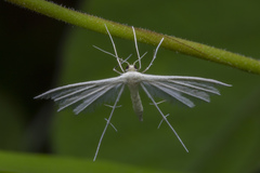 Pterophorus lacteipennis