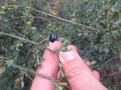 Canthophorus melanopterus