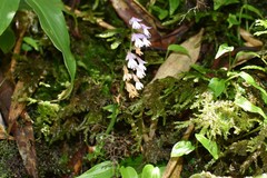 Tsaiorchis keiskeoides