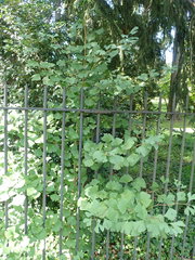 Ginkgo biloba
