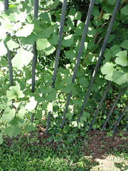 Ginkgo biloba