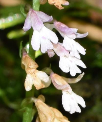 Amitostigma keiskeoides