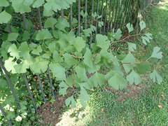 Ginkgo biloba