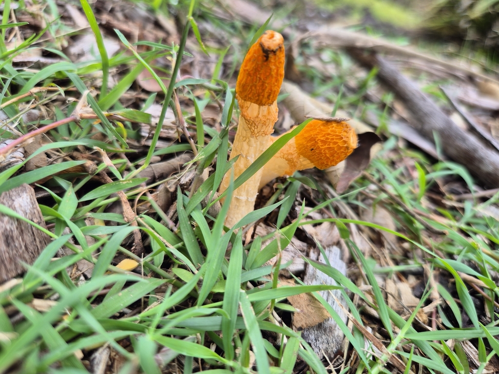 Phallus multicolor · March 2025 · photo: © olliesaurus (iNaturalist, CC)