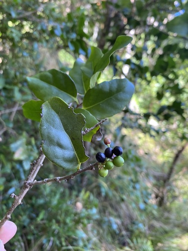 ship tree (Xylosma maidenii)