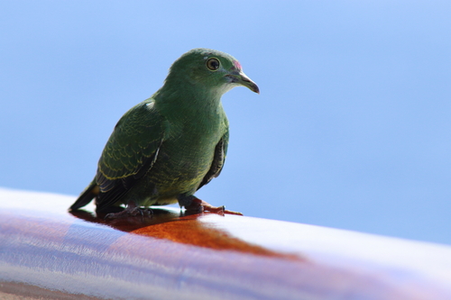 Yellow-bibbed Fruit Dove (Ptilinopus solomonensis), photo 3