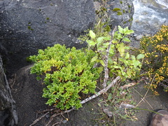 Veronica glaucophylla, photograph Benjamin Lavin, CC BY, iNaturalist via GBIF