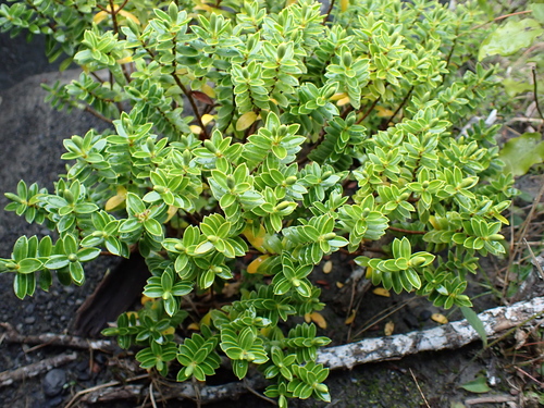 Veronica glaucophylla, photograph 6
