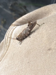 Melanoplus punctulatus