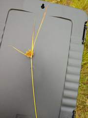 Cyperus lupulinus