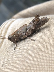 Melanoplus punctulatus