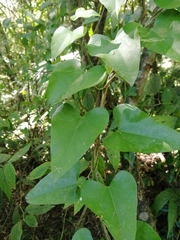 Aristolochia triangularis