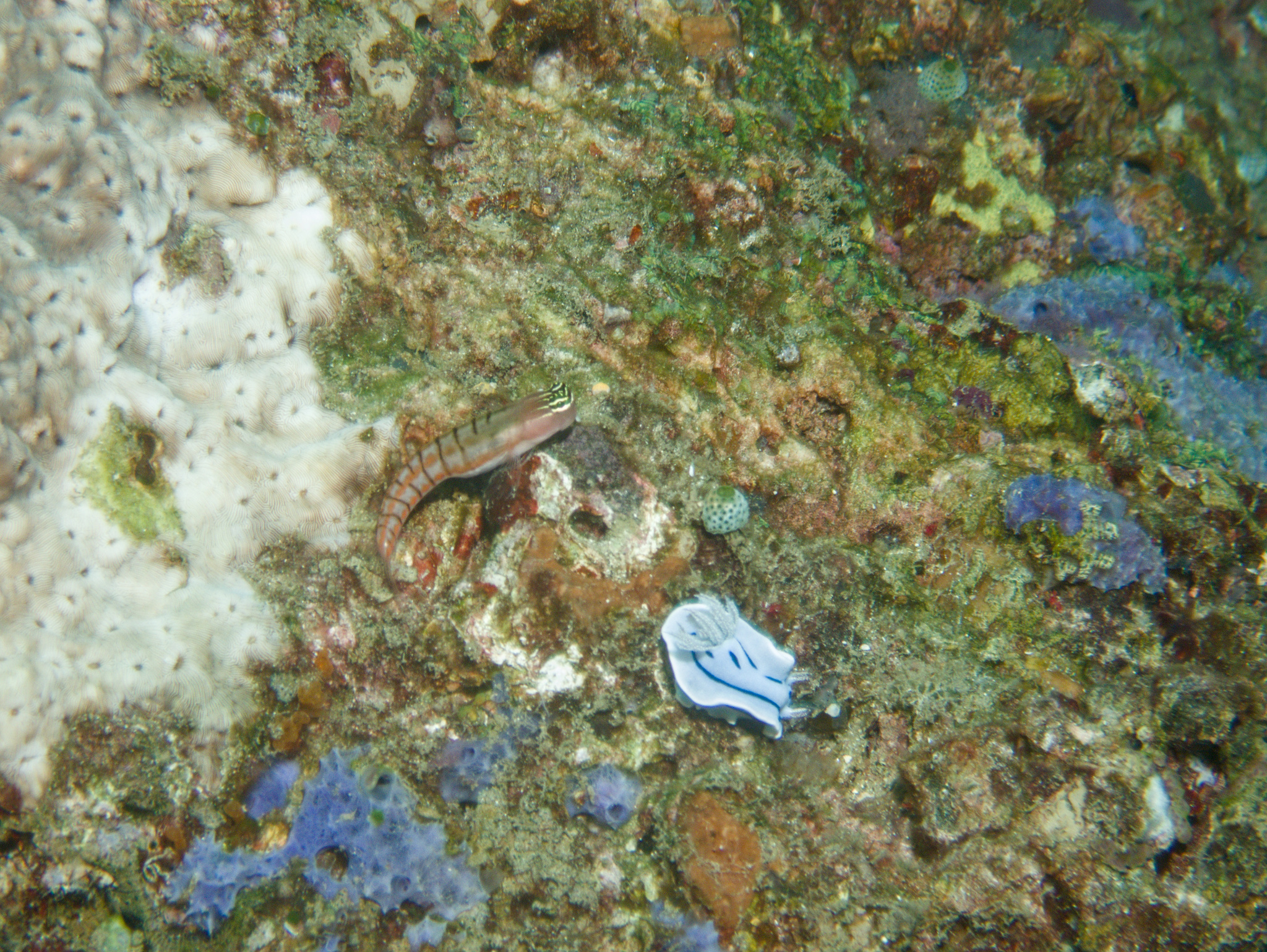Twocoat Coralblenny photo 7