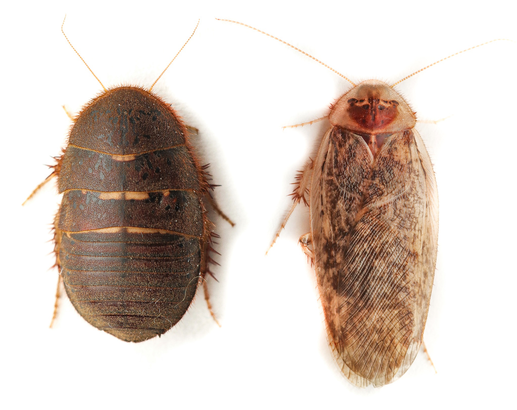 Arenivaga genitalis