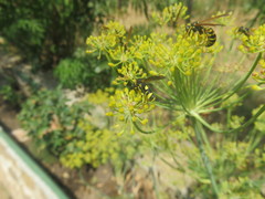 Leucospis