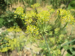 Leucospis