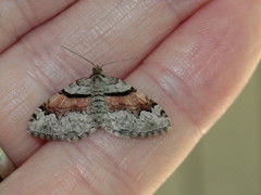 Xanthorhoe packardata