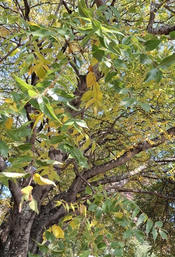 Foto de Mopane