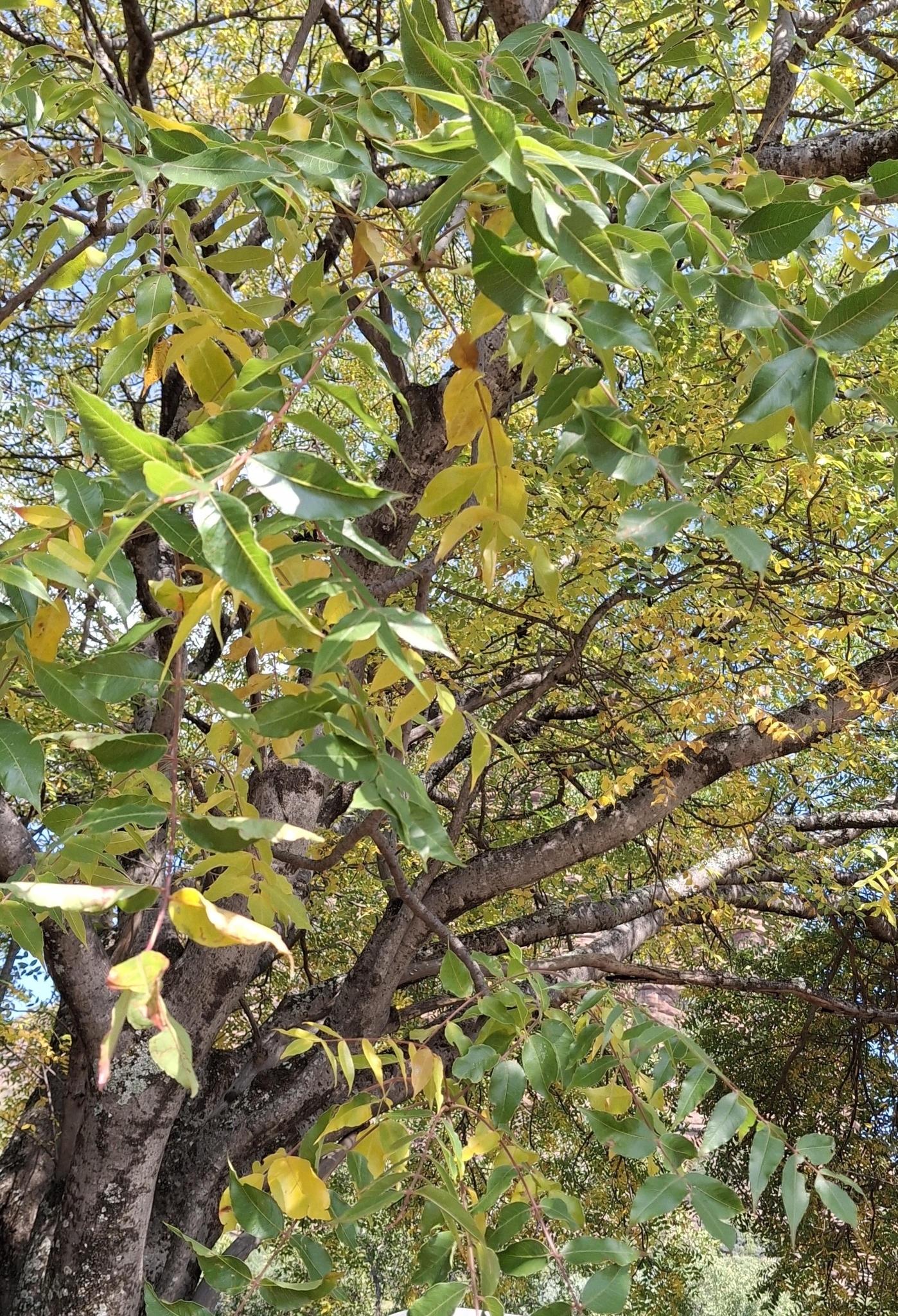 Imagem de Mopane