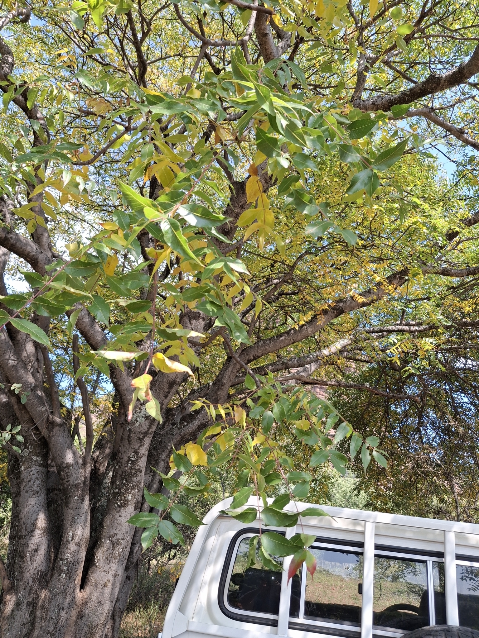 Imagem de Mopane