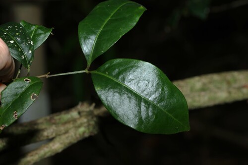 Image of Rhysotoechia bifoliolata by (c) Greg Tasney, some rights reserved (CC BY-SA)