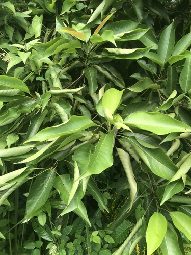 Vitex cofassus observed 2024-12-27