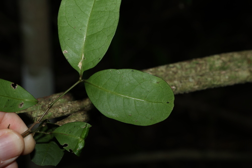 Image of Rhysotoechia bifoliolata by (c) Greg Tasney, some rights reserved (CC BY-SA)
