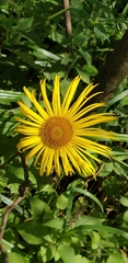 Inula hookeri