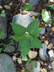 Agastache scrophulariifolia