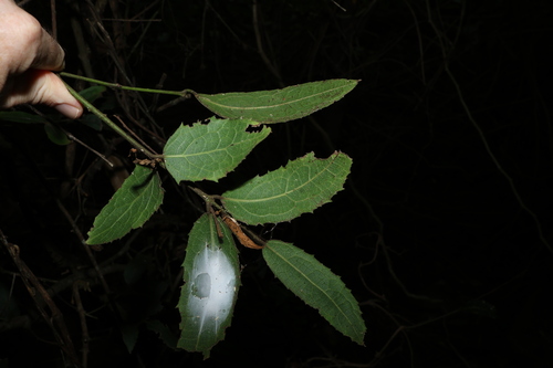Image of Wilkiea hugeliana by (c) Greg Tasney, some rights reserved (CC BY-SA)