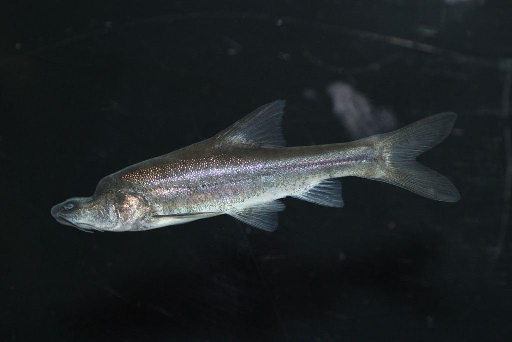 Eyeless golden-line fish (Sinocyclocheilus anophthalmus) — Cyprinidae