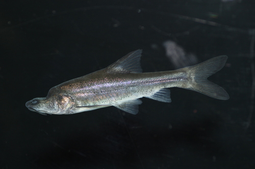 Eyeless golden-line fish (Sinocyclocheilus anophthalmus) — Cyprinidae