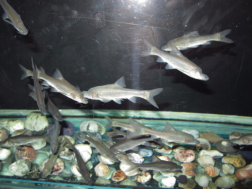 Eyeless golden-line fish (Sinocyclocheilus anophthalmus) — Cyprinidae — 2