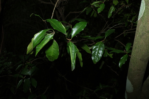 Image of Actephila mooreana by (c) Greg Tasney, some rights reserved (CC BY-SA)