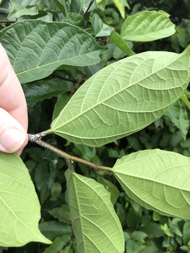 Image of Ficus ulmifolia by no rights reserved