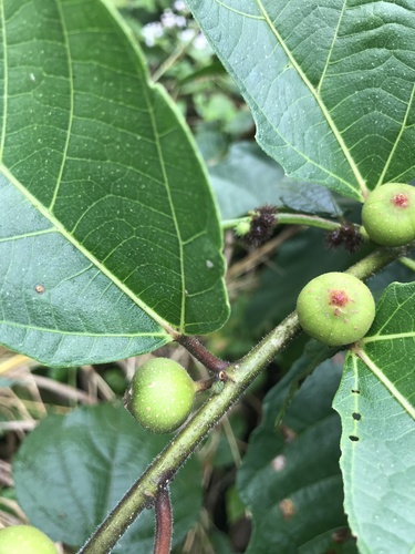 Image of Ficus ulmifolia by no rights reserved