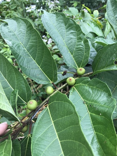 Image of Ficus ulmifolia by no rights reserved