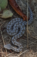 Vipera latastei