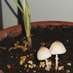 Leucocoprinus ianthinus
