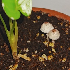 Leucocoprinus ianthinus