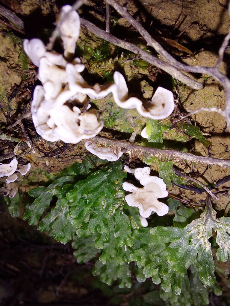 Stereopsis hiscens · March 2025 · photo: © catchwords (iNaturalist, cc-by)