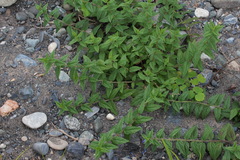 Scutellaria yezoensis