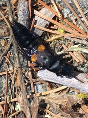 Platydracus fossator