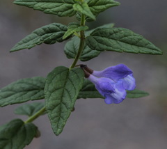 Scutellaria yezoensis