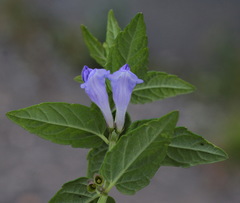 Scutellaria yezoensis